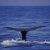 Animales Marinos &raquo; Cetaceos