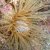 Animales Marinos &raquo; Cnidarios y afines